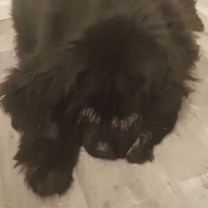Bear My Luxurious Black Dog Not For Sale